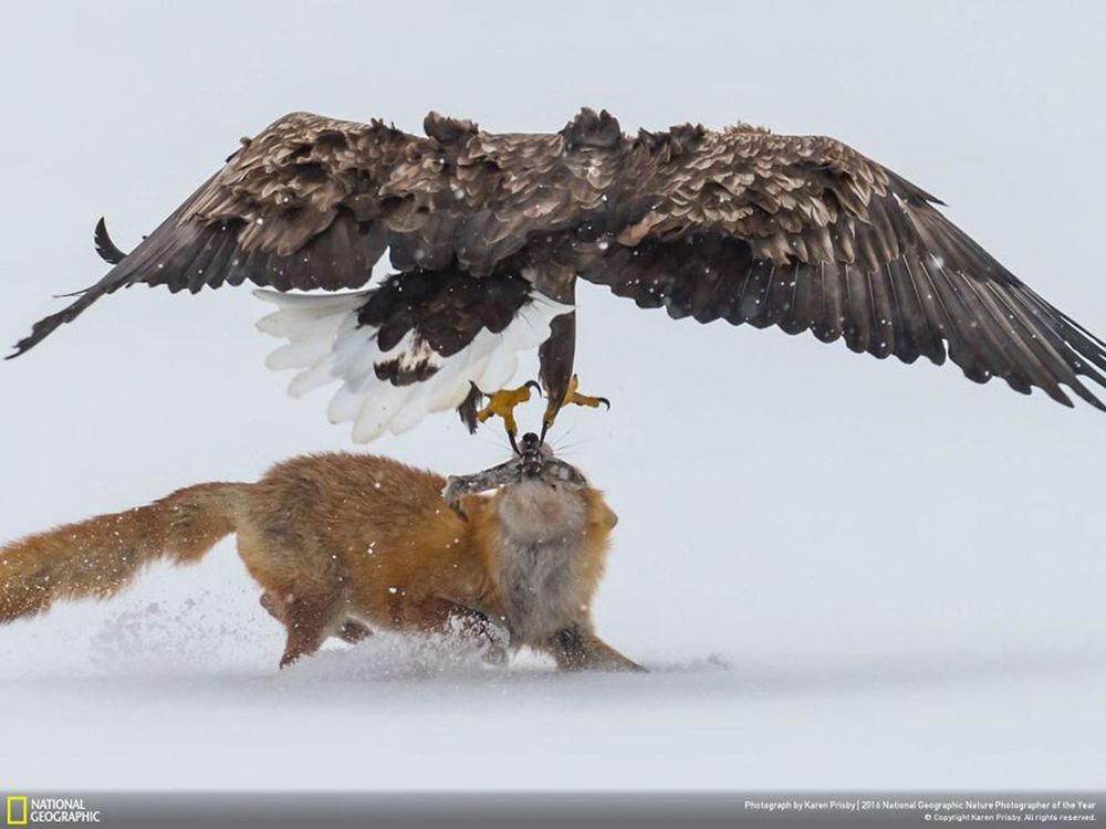 Fotografie natury, która nie przestaje zachwycać. Oto finałowe prace konkursu National Geographic Nature Photographer of the Year 2016 25