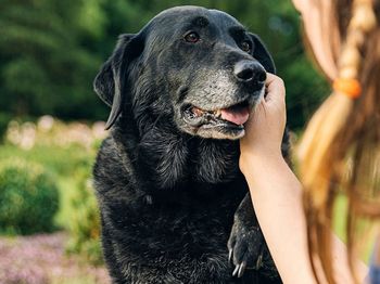 Pies patrzy ci prosto w oczy? Komunikat jest jednoznaczny