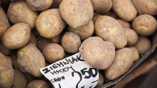 Prawda o pochodzeniu ziemniaków wyszła na jaw, naukowcy rozwikłali zagadkę