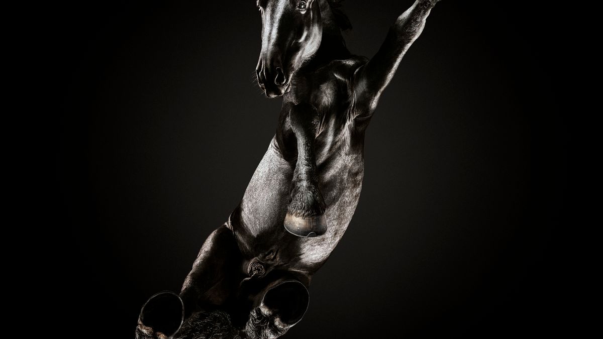 „Koń jaki jest, każdy widzi", czyli niezwykłe fotograficzne spojrzenie od dołu 1