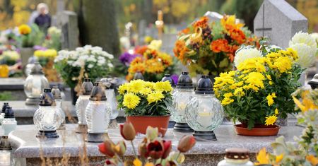 Kup zamiast chryzantem. Długo będą cieszyć oczy