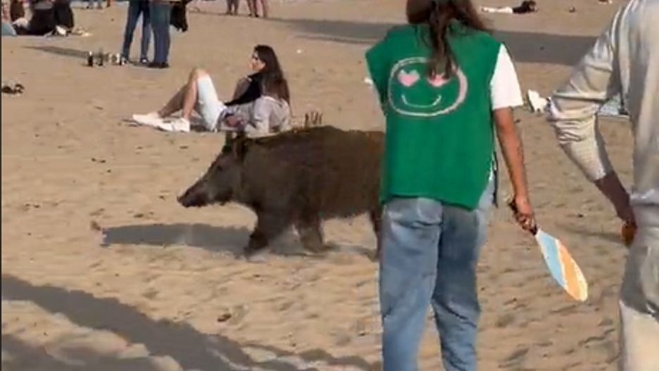 Julia Wieniawa na plaży w Sopocie spotkała dzika