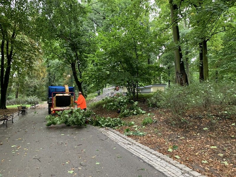 Sprzątanie Ogrodu Saskiego z gałęzi i konarów