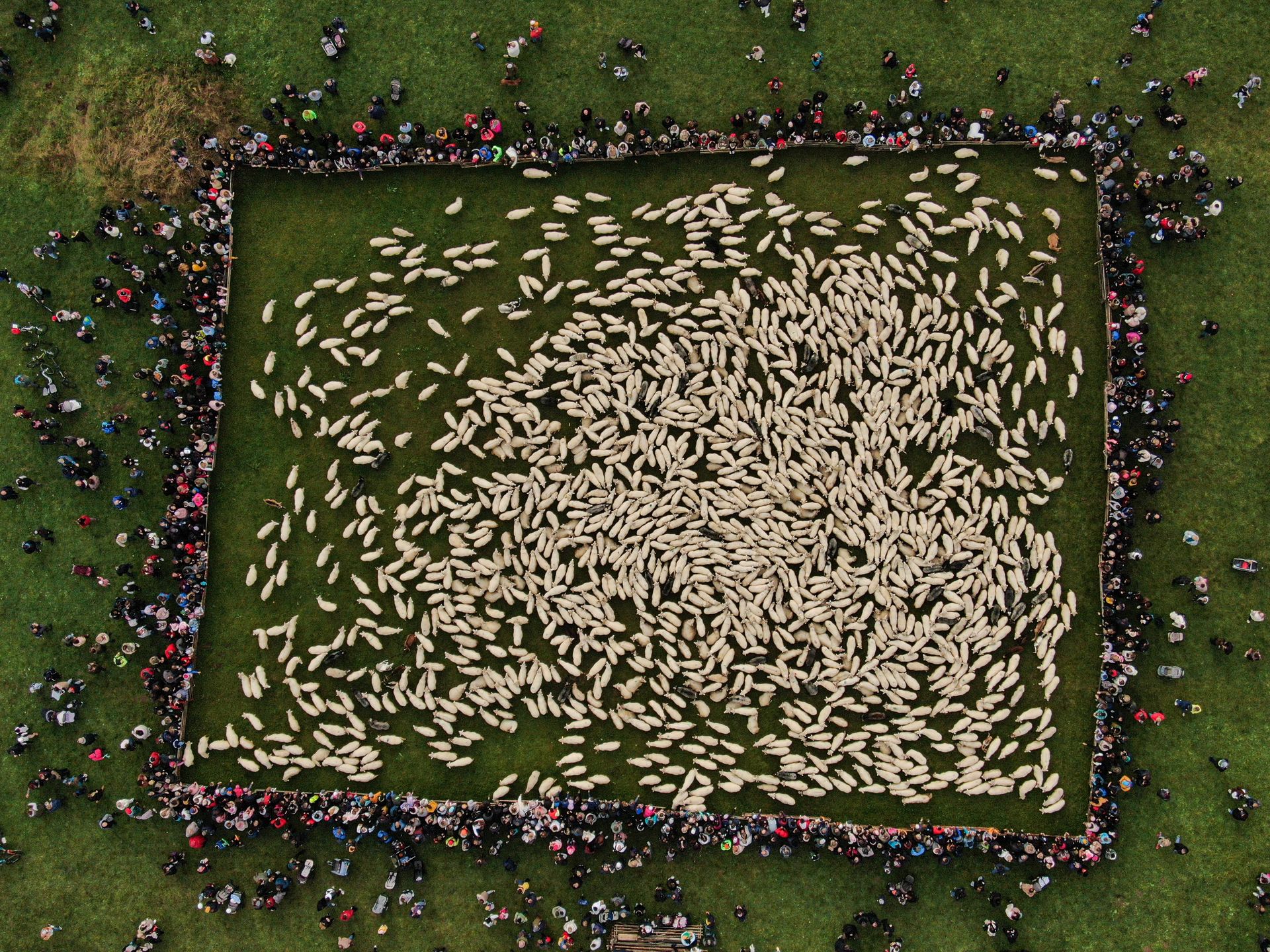 SZCZAWNICA, POLAND - OCTOBER 12: An aerial of sheep following their shepherds as they celebrate Redyk, marking the end of the sheep grazing season with locals in Szczawnica, Poland, on October 12, 2024. Every year in southern Poland, shepherds from the mountain region celebrate the end of the grazing season by descending from the mountains with their sheep, followed by folk celebrations in the villages. (Photo by Omar Marques/Anadolu via Getty Images)