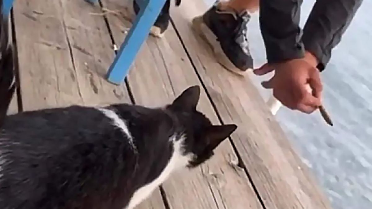 Mężczyzna miał znęcać się nad kotem w nadmorskiej restauracji