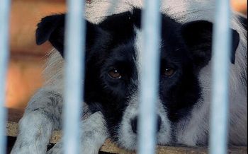 Pomóż ogrzać schroniskowe serca. Wyjątkowa akcja dla zwierząt w Płocku