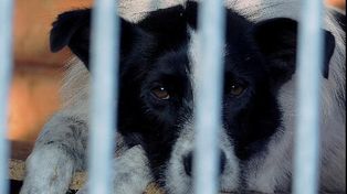 Pomóż ogrzać schroniskowe serca. Wyjątkowa akcja dla zwierząt w Płocku