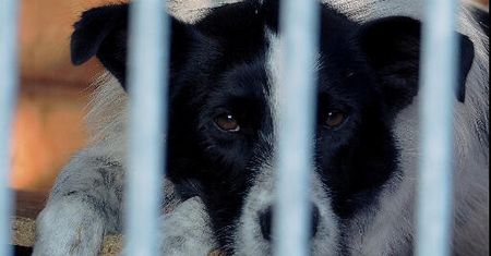 Pomóż ogrzać schroniskowe serca. Wyjątkowa akcja dla zwierząt w Płocku