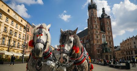 Dramat koni w Krakowie. Dorożki stały w pełnym słońcu