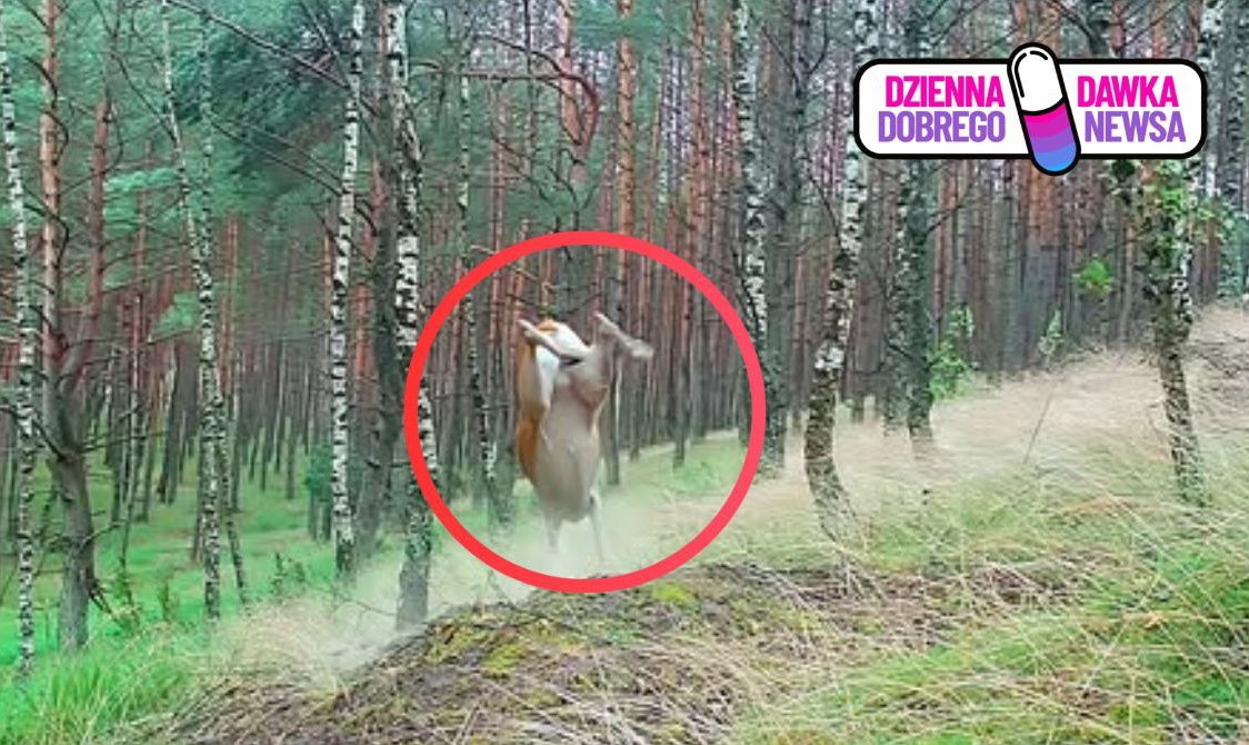 Leśnik zauważył ją podczas spaceru. "Niesamowite"