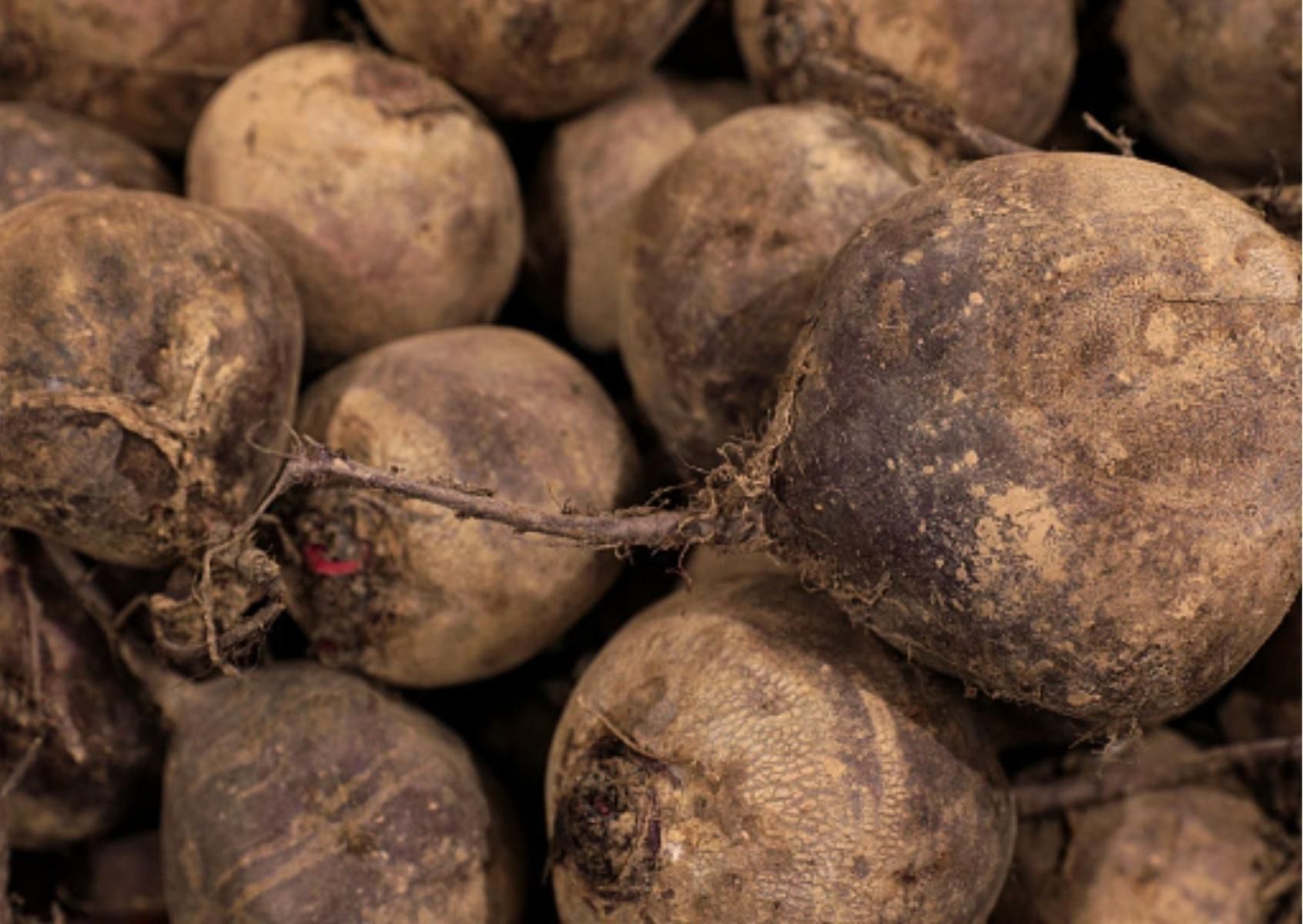 Sok z kiszonych buraków ma działanie przeciwnowotworowe. Zabiega rakowi żołądka