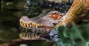 Czechom uciekł krokodyl. Może już być w Polsce?