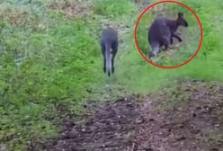 Sensacja w polskim lesie. "Nie mamy pojęcia, skąd się u nas wziął"