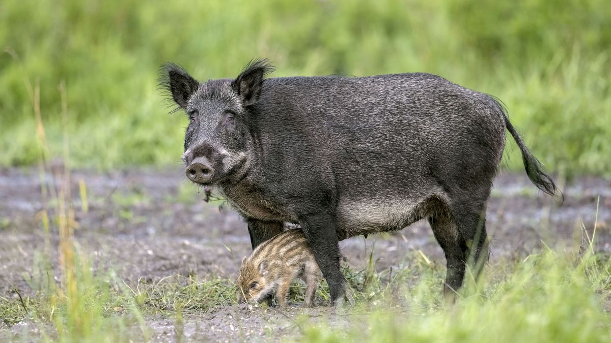 Wild boar (Sus scrofa) sow / female with piglet foraging in field in summer. (Photo by: Arterra/Universal Images Group via Getty Images)