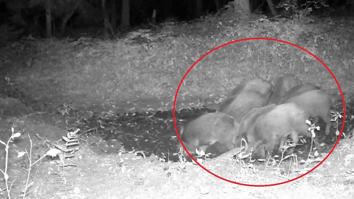 Leśnicy pokazali nowe nagranie. "Leśne SPA".