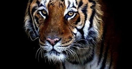 Poznańskie zoo nie ma wątpliwości. "Gogh gaśnie powoli"