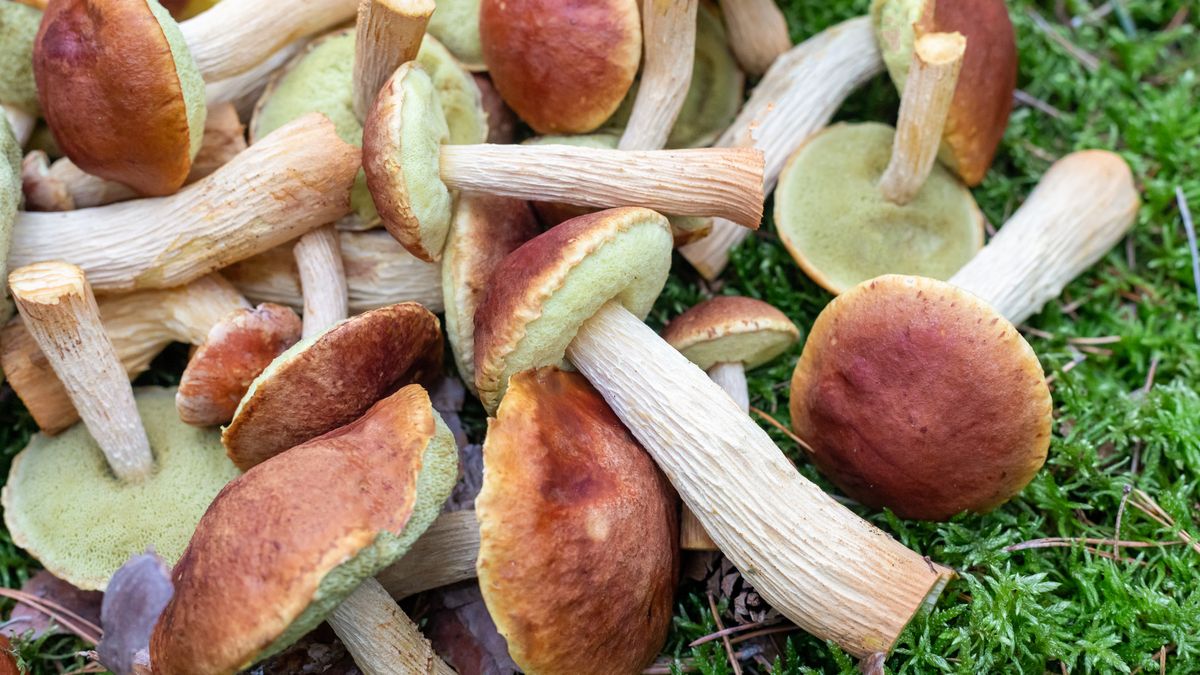 Borowik amerykański