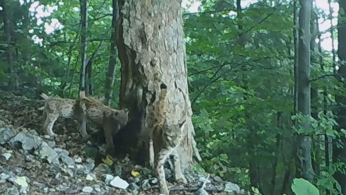Rysiczka z trójką młodych nagrana przez fotopułapkę