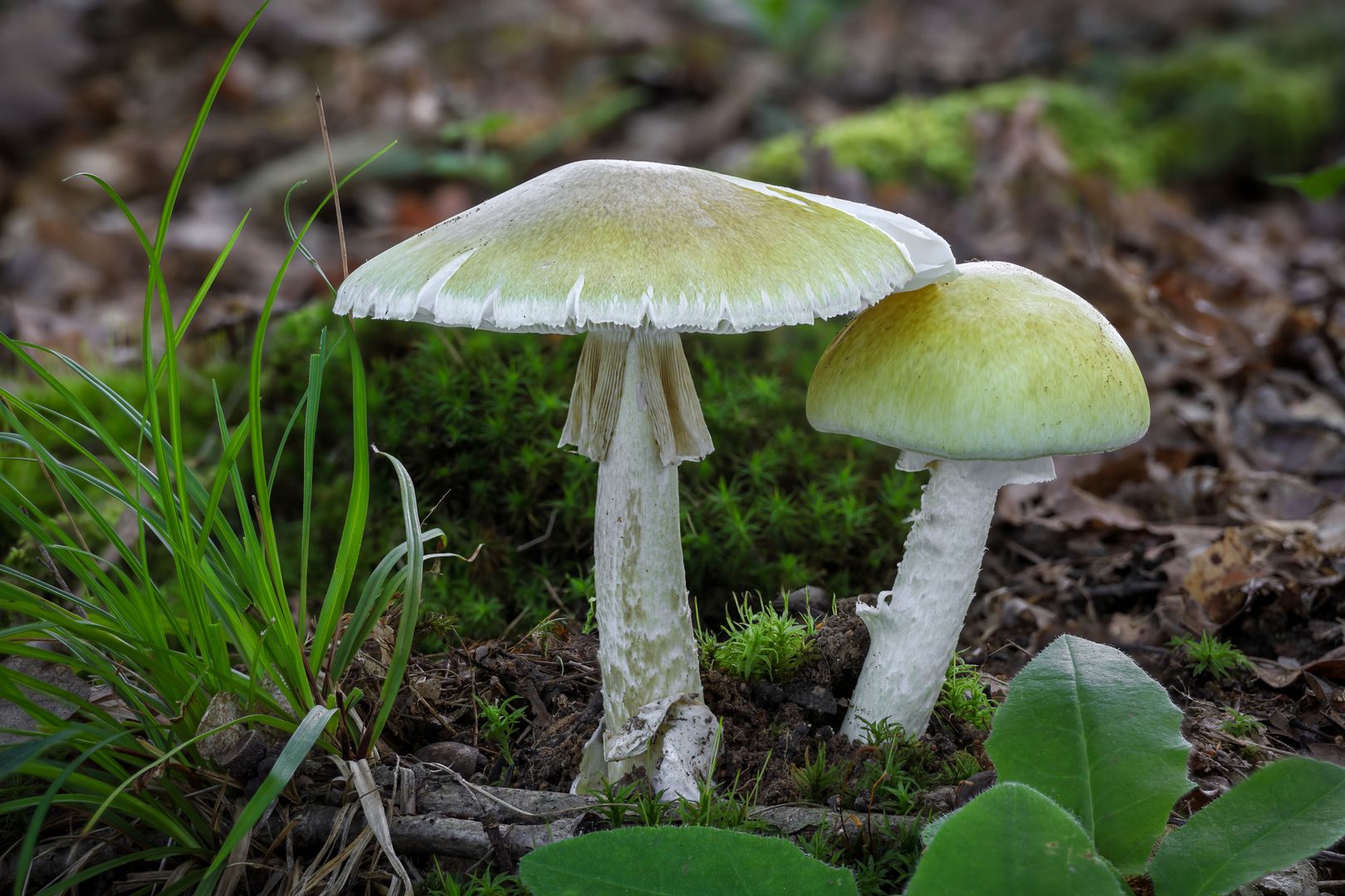 Muchomor sromotnikowy, muchomor zielonawy (Amanita phalloides)