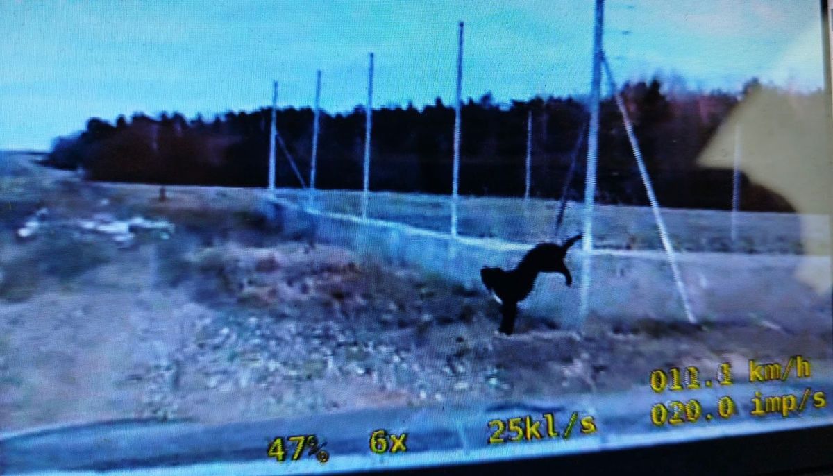 Policjanci uratowali psa, który zawisł na ogrodzeniu.