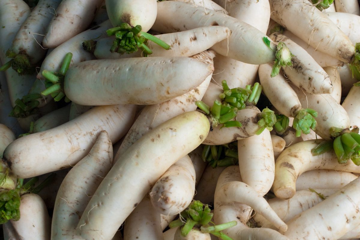 Daikon to warzywo, które charakteryzuje niezwykły wpływ na ludzkie zdrowie