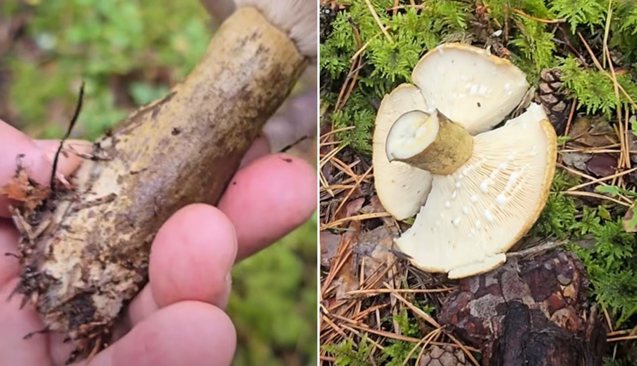 Rosjanie się zajadają. Polak ostrzega. "Nie dajcie się zwieść"