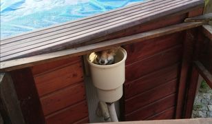 Lis uwięziony w basenie. Nie miał siły się wydostać