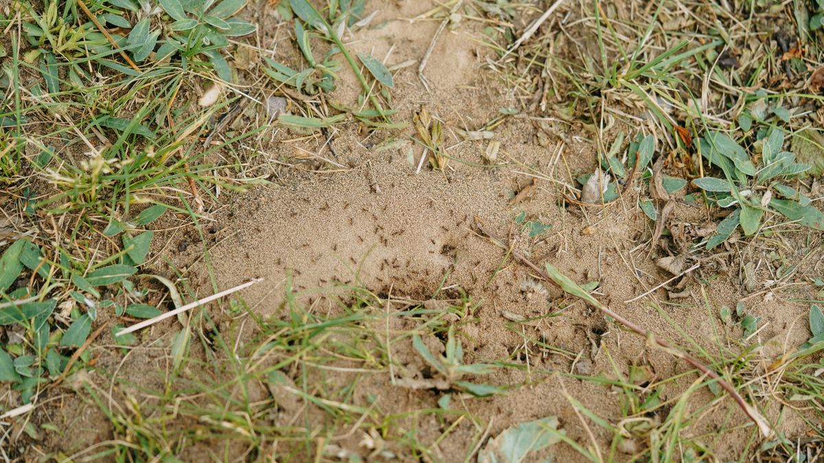 Ants building an anthill in the grass
Ants are building their anthill in the grass
Svetlana Repnitskaya