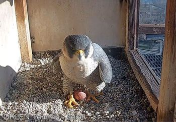 Czekali niecierpliwie. W końcu jest. Spójrzcie, co trzyma sokół
