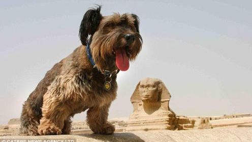 Pies globtroter – World Woof Tour 1