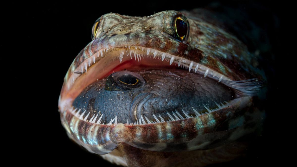 Przyjrzyjcie się uważnie paszczy ryby. Widok, aż ciarki przechodzą! 