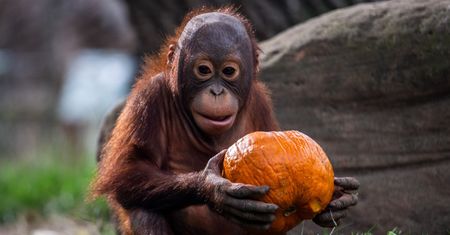 Tak orangutany uczą się jedzenia. To kultura buduje ich dietę