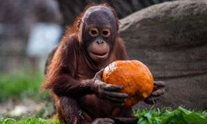 Tak orangutany uczą się jedzenia. To kultura buduje ich dietę