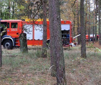 Wichura w Zielonej Górze. Drzewo runęło na przedszkole