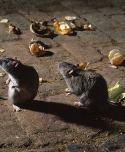 Jest problem w Zakopanem. Szczury się uodporniły