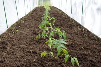 Kiedy sadzić pomidory do tunelu? Nie tylko data ma znaczenie