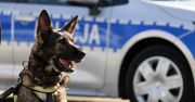 Wągrowiec: Asp. sztab. Bartosz wraz z Bandim wśród najlepszych duetów