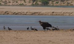 Warszawa. Sęp przyleciał. Taki przybysz zadziwia ornitologów