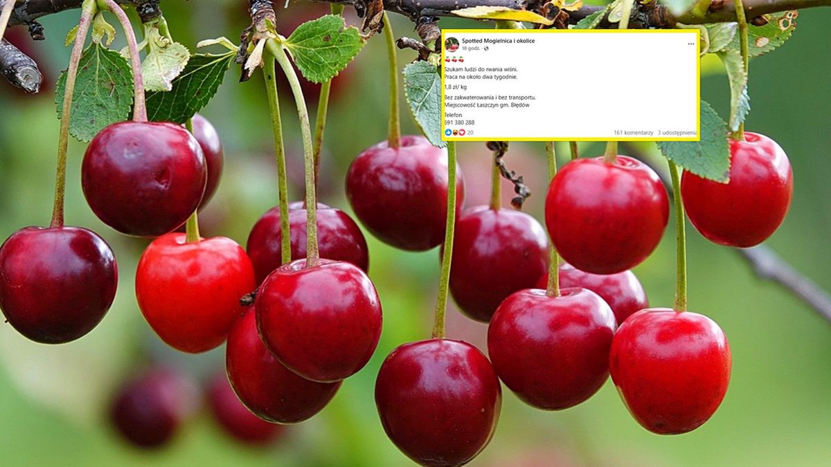 Ogłoszenie ws. rwania wiśni.