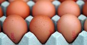 Tanio już było. Ceny jajek ostro pójdą w górę