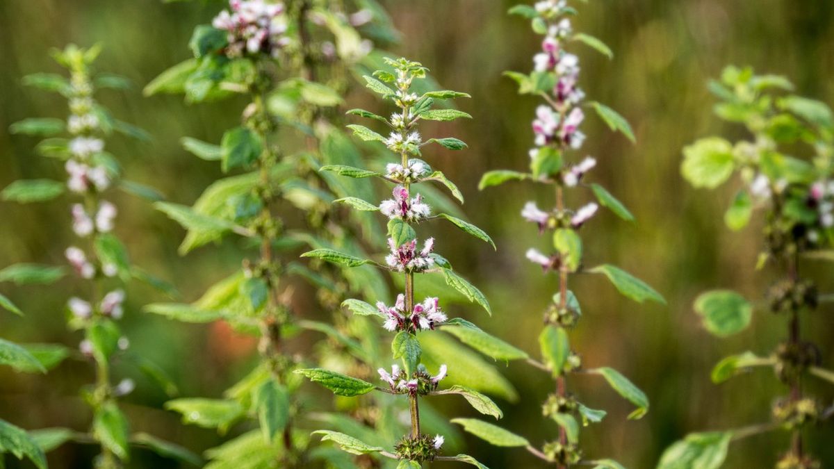 Serdecznik pospolity, znany także jako lwi ogon, lwie serce, gęsia stopa lub lisi ogon, to roślina, która ma wiele właściwości prozdrowotnych i leczniczych.