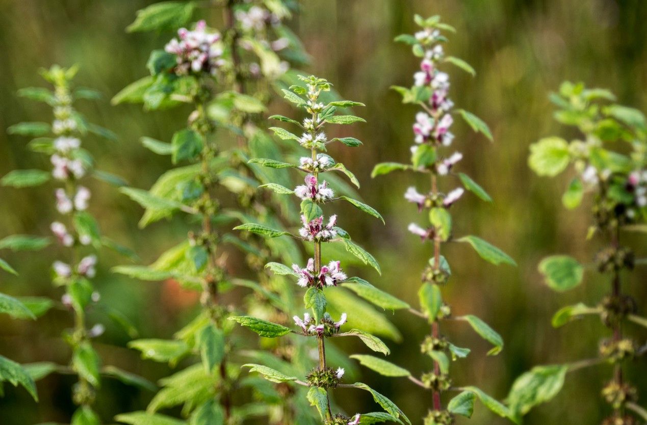 Serdecznik pospolity – właściwości, zastosowanie i przeciwwskazania