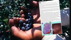 Lekarz pokazuje przerażające zdjęcia. Oto, co może się stać z wątrobą po zjedzeniu nieumytych owoców