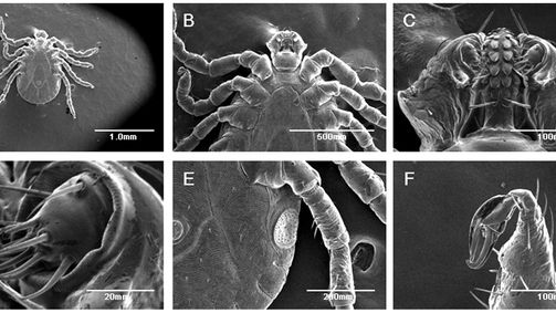 Kleszcz - największy twardziel na Ziemi 1