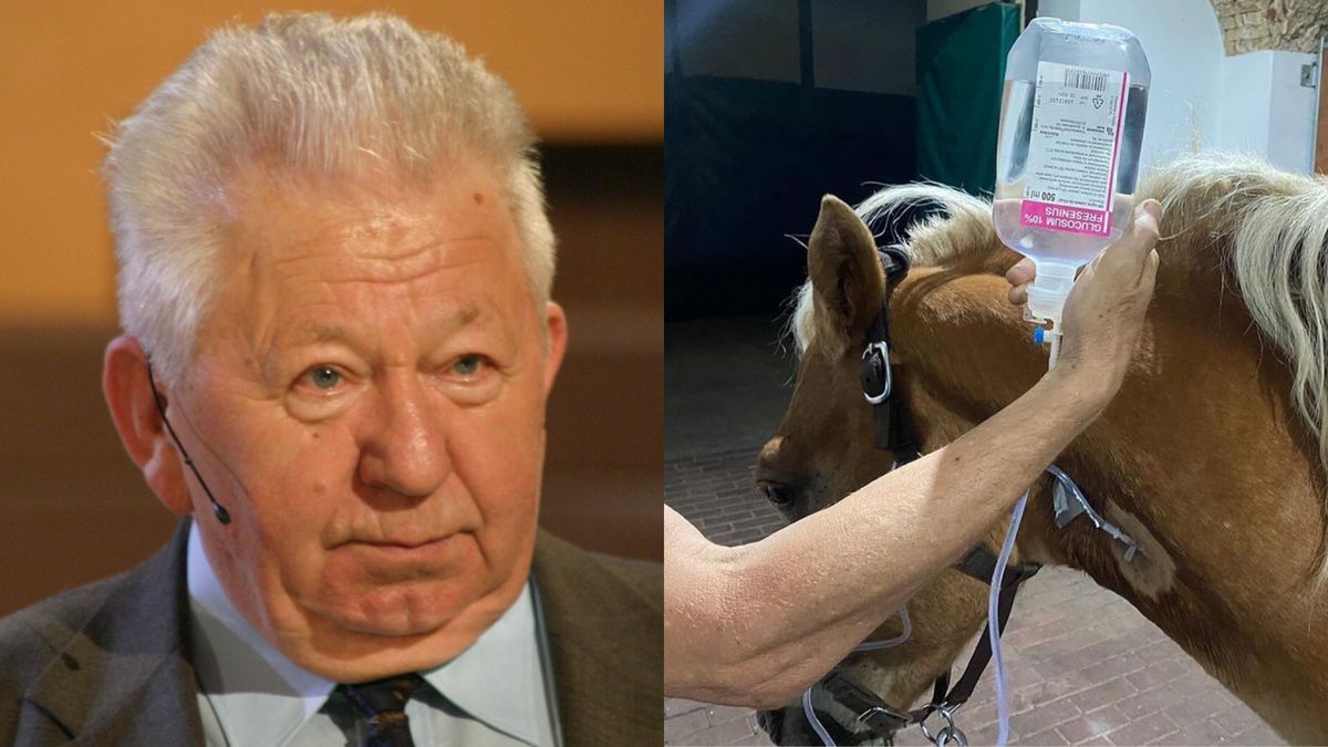 Koń Antoniego Gucwińskiego był skrajnie wyczerpany. Zwierzę wymagało pilnej interwencji