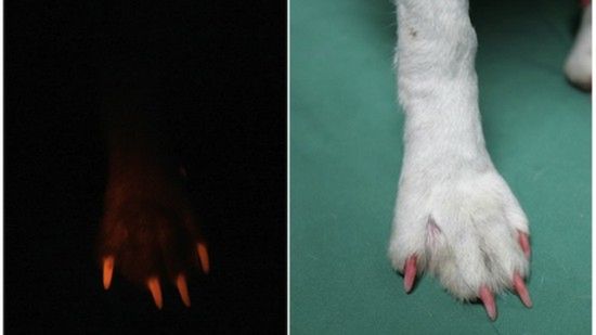 Pies zamiast zwykłej lampki nocnej? 2