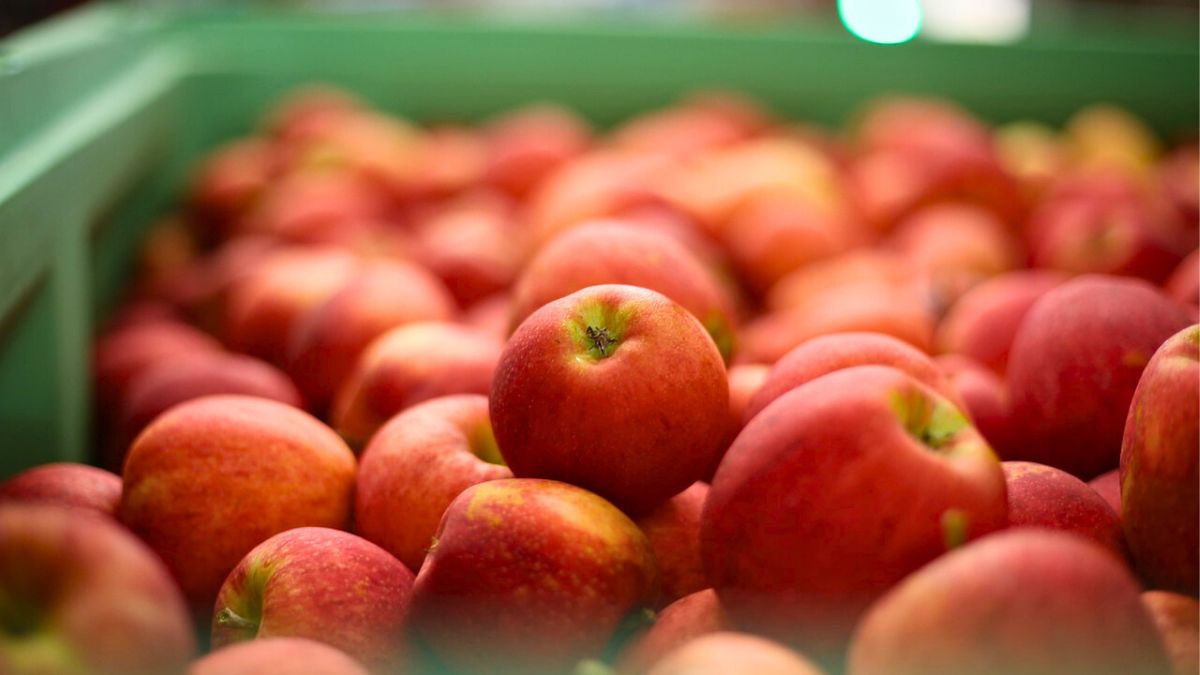 Droga jabłek na nasze stoły wcale nie jest taka oczywista 