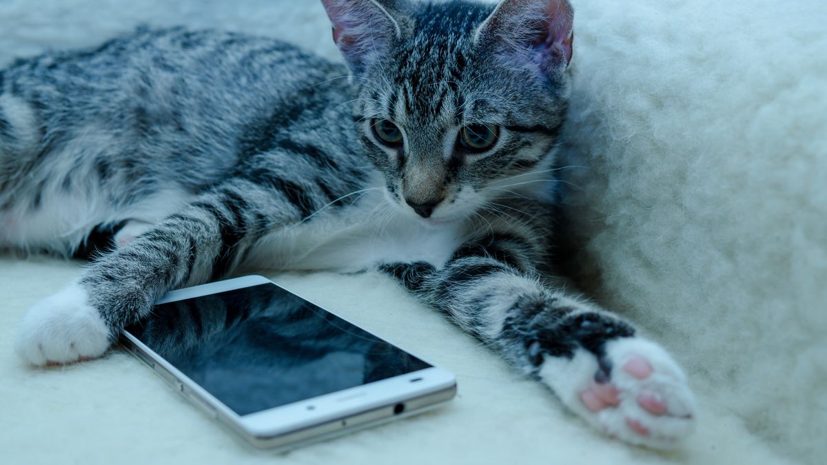 Powstanie specjalna aplikacja dla posiadaczy kotów 