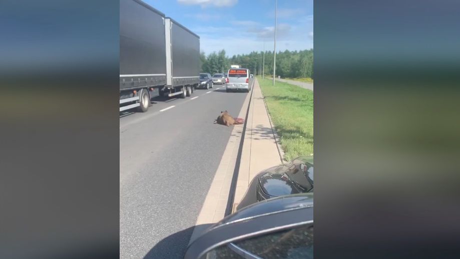 Wrocław. Potrącony dzik leży na drodze. Od czterech godzin nikt nie reaguje