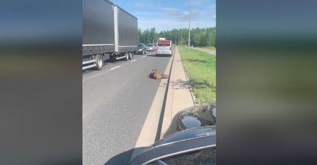 Wrocław. Potrącony dzik leży na drodze. Od czterech godzin nikt nie reaguje